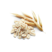 Avena Sativa