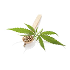 Cannabis