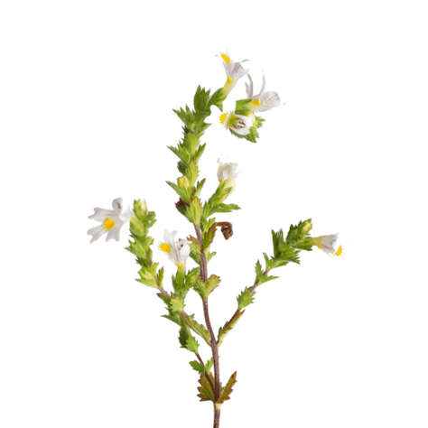 Pleťová kozmetika s obsahom Aloe Vera