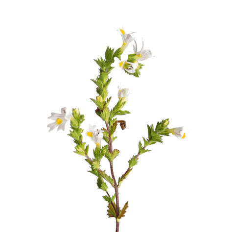 Pleťová kozmetika s obsahom Aloe Vera Pleťová kozmetika s obsahom Aloe Vera