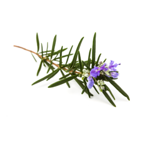 Rozmarínový elixír